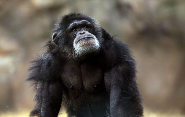 Οι χιμπατζήδες επικοινωνούν με τα τύμπανα της ζούγκλας